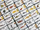 Finspan_Sharks_and_Reefs_Cards_1.webp